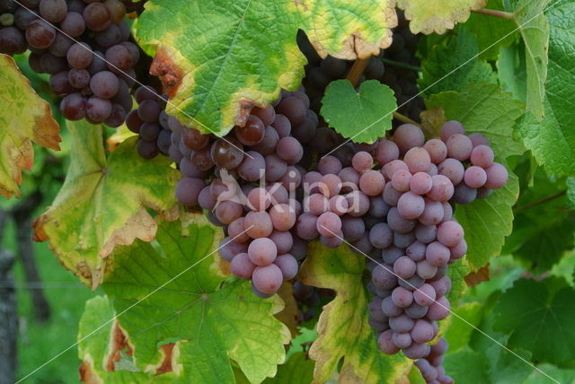 Grape-vine