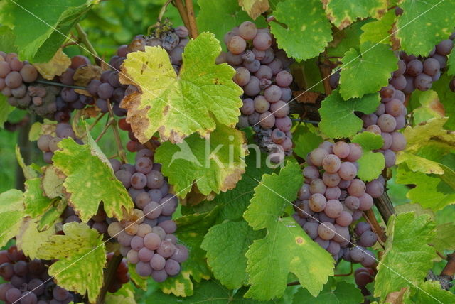 Grape-vine