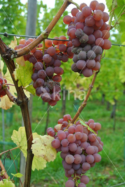 Grape-vine