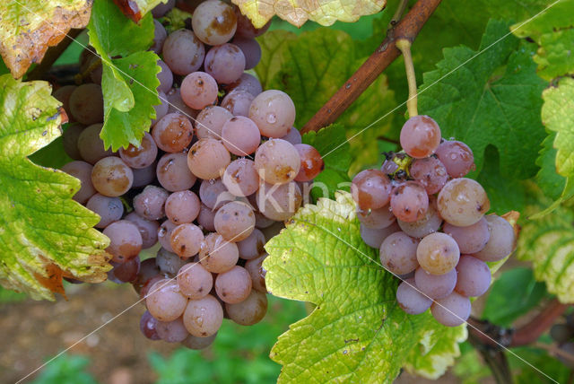 Grape-vine