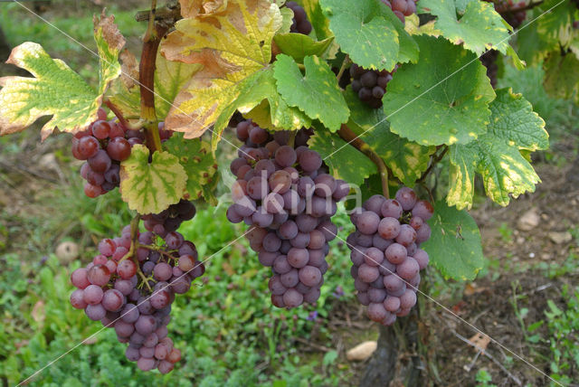 Grape-vine