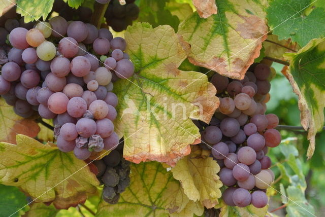 Grape-vine