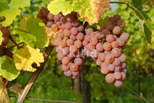 Grape-vine