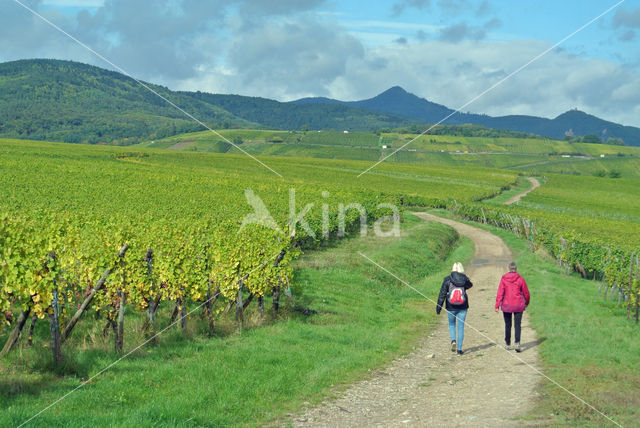 Grape-vine