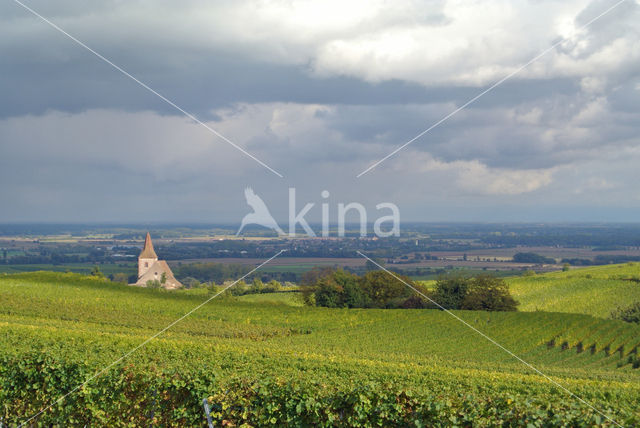 Grape-vine