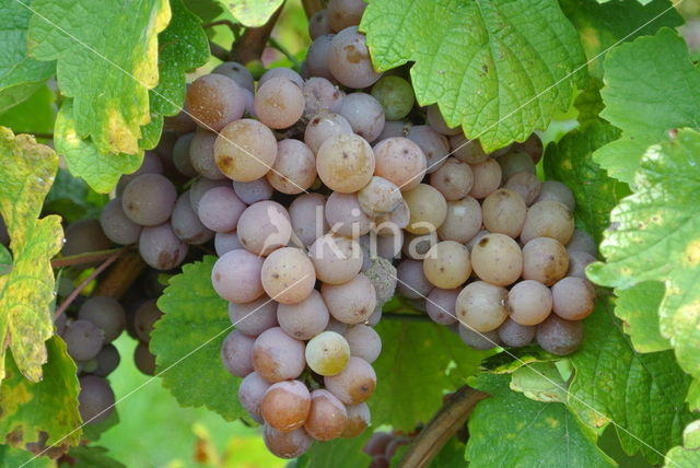 Grape-vine