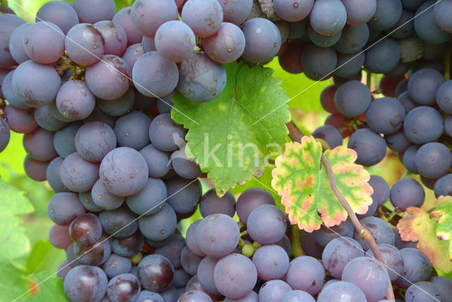 Grape-vine