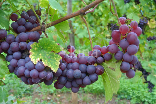 Grape-vine