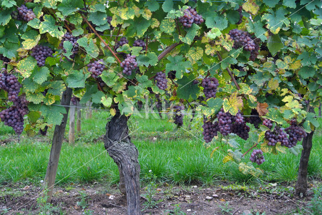 Grape-vine