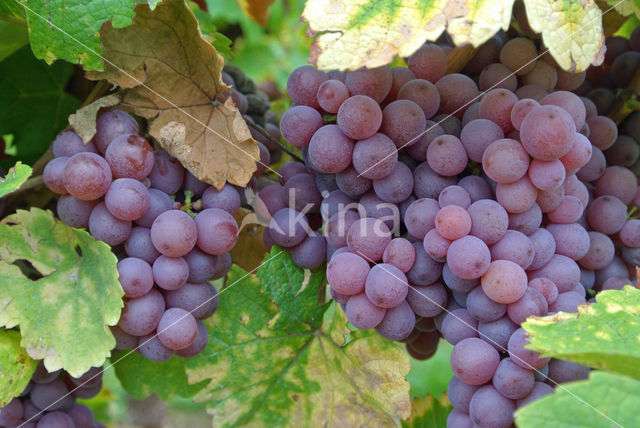 Grape-vine