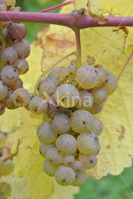 Grape-vine