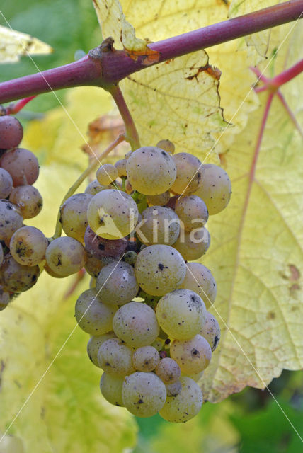 Grape-vine