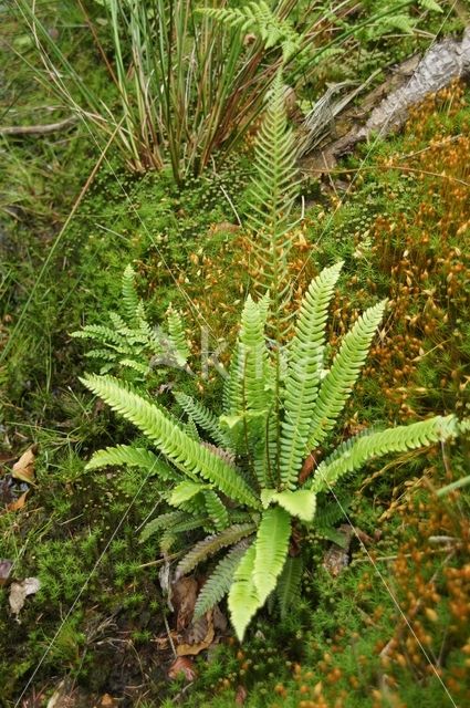 Hard Fern (Blechnum spicant)