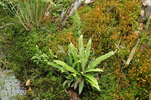 Hard Fern (Blechnum spicant)