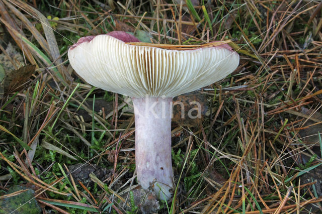 Primrose Brittlegill (Russula drimeia)