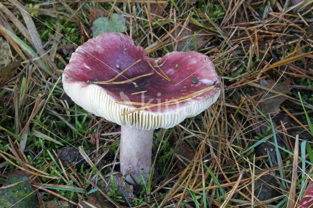 Primrose Brittlegill (Russula drimeia)