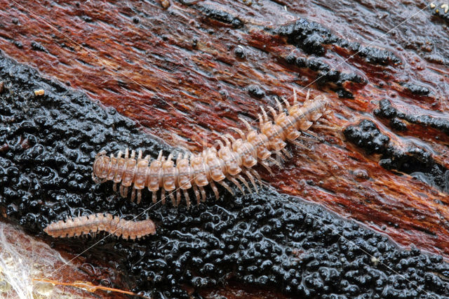 centipede (Lithobiidae spec.)