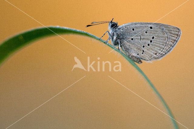 Small Blue (Cupido minimus)