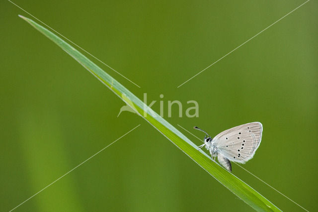 Small Blue (Cupido minimus)