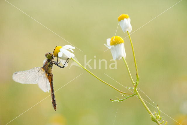 Echte Kamille (Matricaria chamomilla)