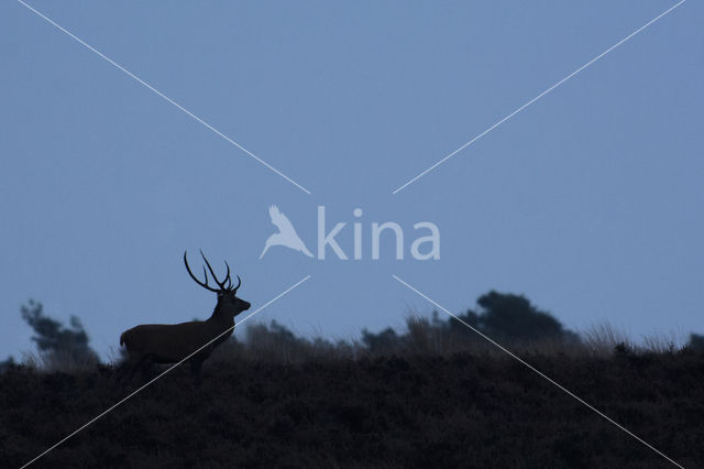 Edelhert (Cervus elaphus)