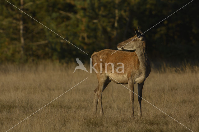 Red Deer (Cervus elaphus)