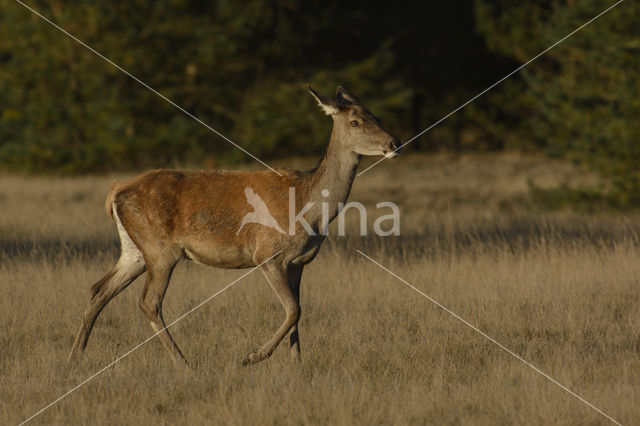 Edelhert (Cervus elaphus)
