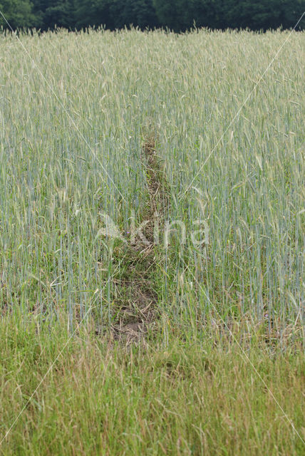 Red Deer (Cervus elaphus)