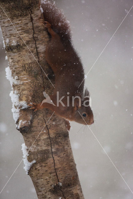 Eekhoorn (Sciurus vulgaris)