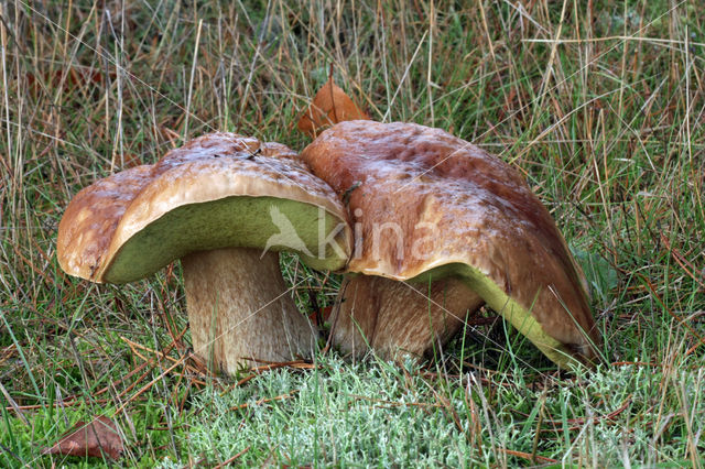 Eekhoorntjesbrood (Boletus edulis)