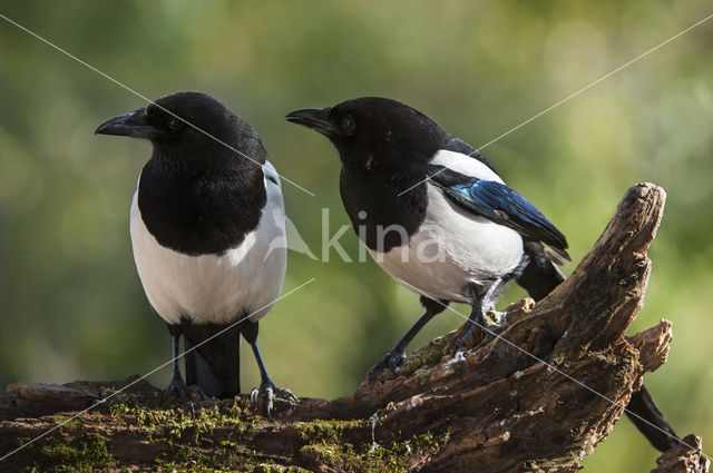 Black-billed Magpie (Pica pica)