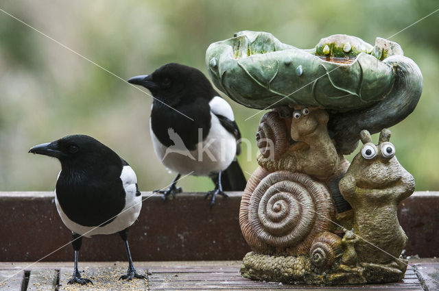 Black-billed Magpie (Pica pica)