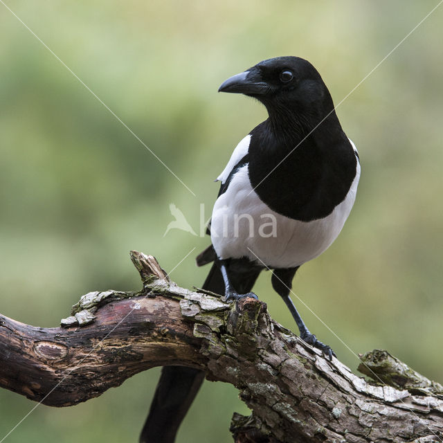 Black-billed Magpie (Pica pica)