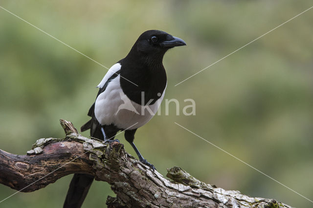 Black-billed Magpie (Pica pica)