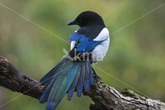 Black-billed Magpie (Pica pica)