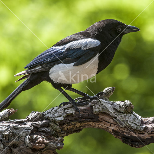 Black-billed Magpie (Pica pica)