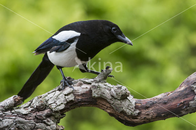 Black-billed Magpie (Pica pica)