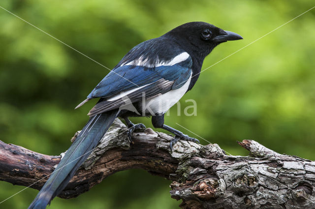 Black-billed Magpie (Pica pica)