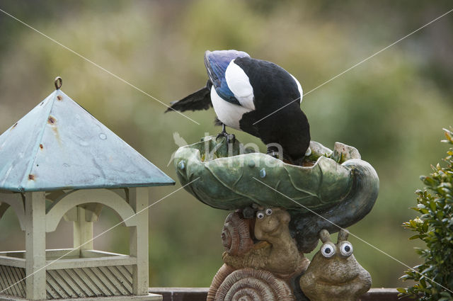 Black-billed Magpie (Pica pica)