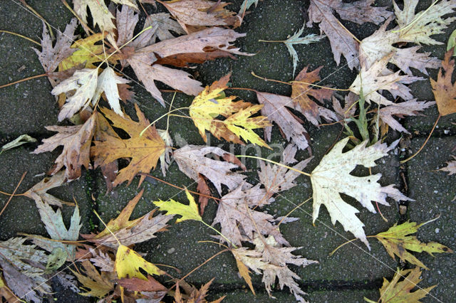 Esdoorn spec. (Acer spec.)