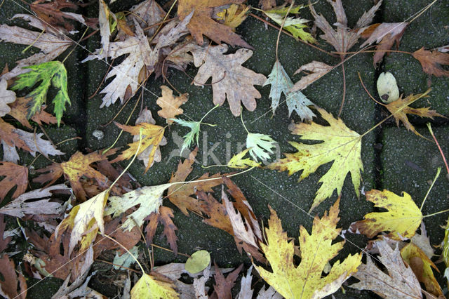 maple (Acer spec.)