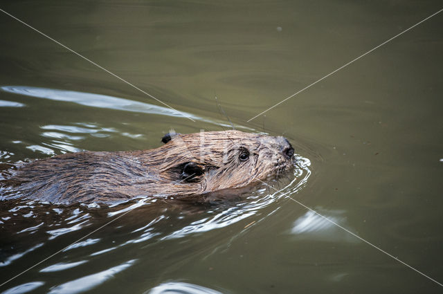 Eurasian beaver (Castor fiber)