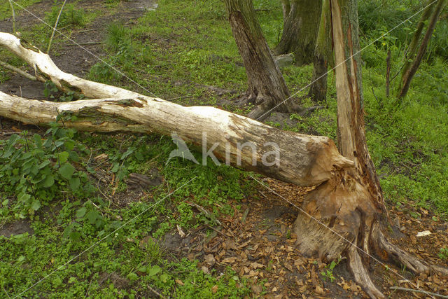 Eurasian beaver (Castor fiber)