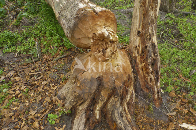 Eurasian beaver (Castor fiber)