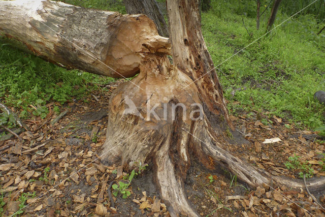 Eurasian beaver (Castor fiber)