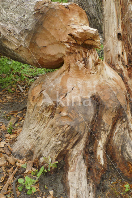 Eurasian beaver (Castor fiber)