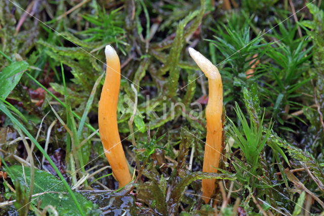 Fraaie knotszwam (Clavulinopsis laeticolor)