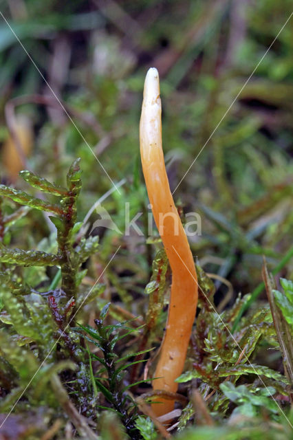Fraaie knotszwam (Clavulinopsis laeticolor)