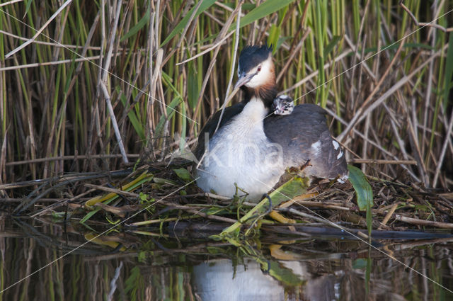 Fuut (Podiceps cristatus)