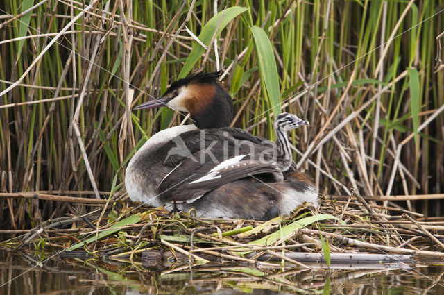 Great Crested Grebe (Podiceps cristatus)